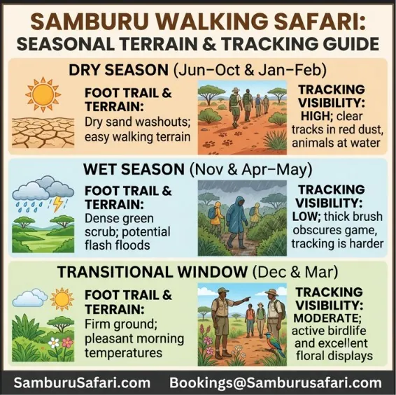 Infographic comparing seasonal terrain conditions and tracking visibility for walking safaris across Samburu during dry and wet seasons.