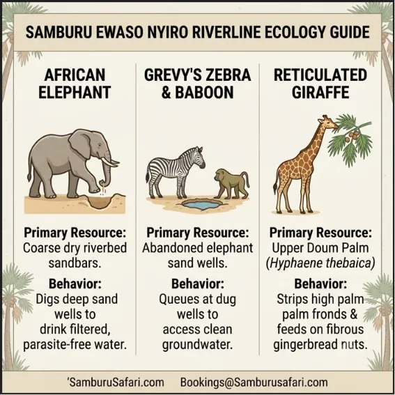 Infographic illustrating Ewaso Nyiro River ecology, sand well digging by elephants, and wildlife foraging behaviors in Samburu.