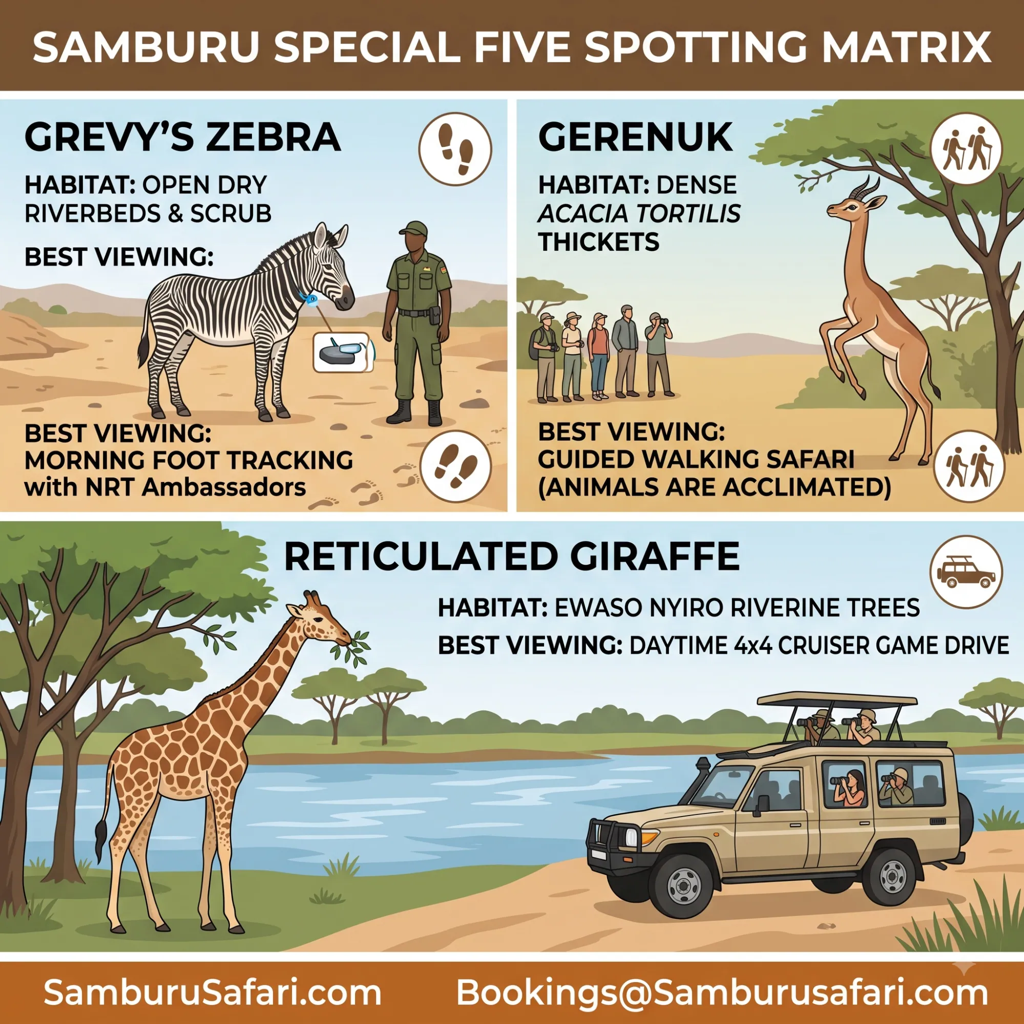 An infographic titled 'Samburu Special Five Spotting Matrix' detailing how to view Grevy's Zebra, Gerenuk, and Reticulated Giraffe in West Gate Conservancy.