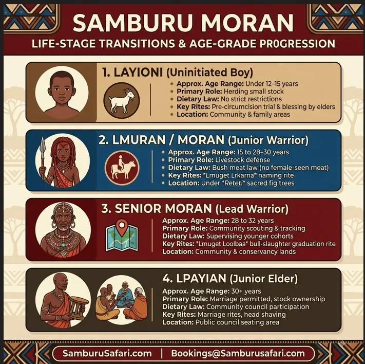 Infographic chart displaying Samburu warrior age-set transitions, cultural roles, and life-stage rites.