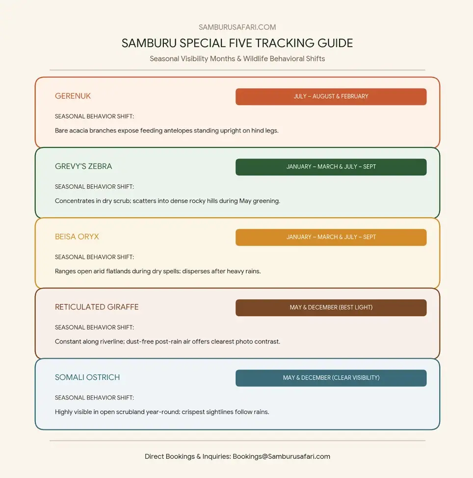Infographic detailing seasonal visibility months and behavioral shifts for the Samburu Special Five species.
