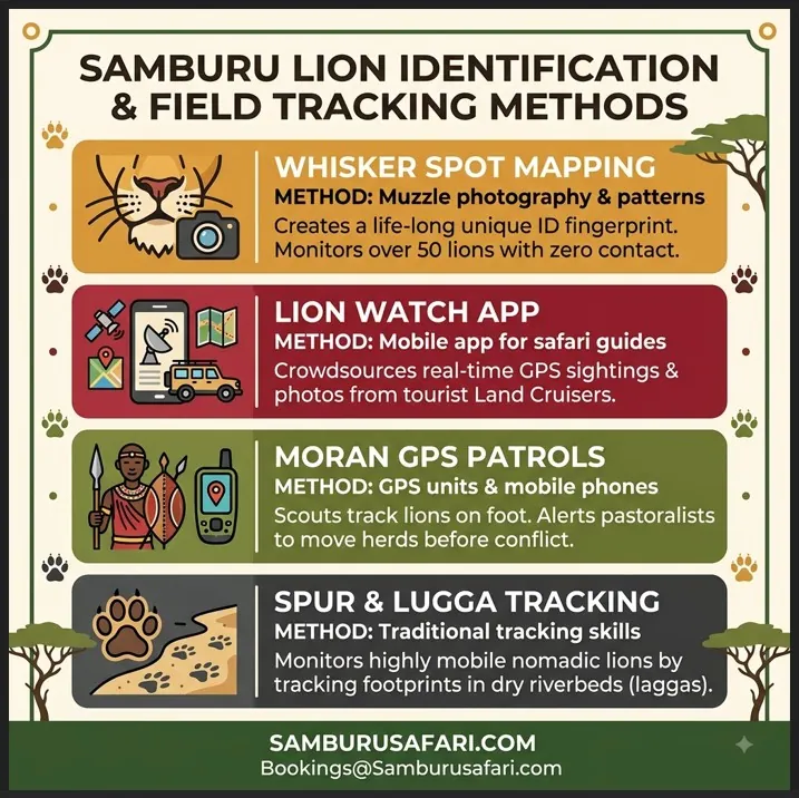 Infographic illustrating four methods used to identify and track lions in Samburu, including whisker mapping and GPS patrols.