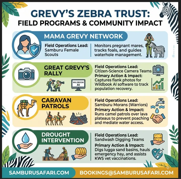Infographic summarizing Grevy’s Zebra Trust programs: Mama Grevy scouts, stripe censuses, caravan patrols, and drought response.
